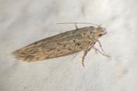 Parapodia sinaica