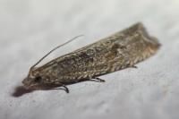 Bactra