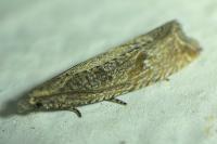 Bactra