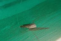 Nematopogon