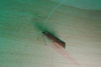 Nematopogon
