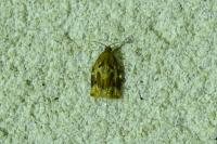 Archips xylosteana