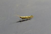 Plutella xylostella