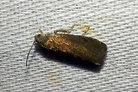 Grapholita tenebrosana