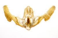 Notocelia trimaculana