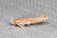 Pyroderces argyrogrammos