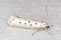 Ethmia terminella