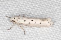 Ethmia terminella
