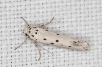 Ethmia terminella