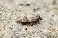 Cnephasia