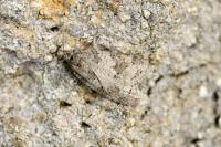Cnephasia