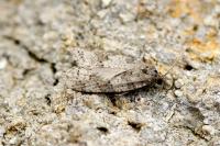 Cnephasia