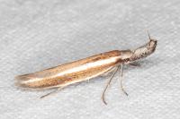 Pleurota aristella