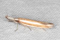 Pleurota aristella
