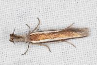 Pleurota aristella