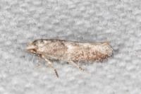 Cedestis subfasciella