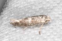 Cedestis subfasciella