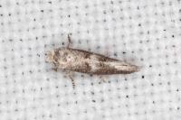 Cedestis subfasciella