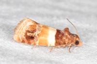 Epinotia festivana