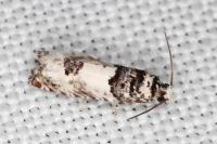Epinotia thapsiana