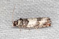 Epinotia thapsiana