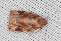 Archips xylosteana
