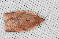 Clepsis consimilana