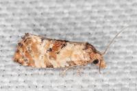 Neocochylis molliculana