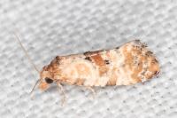 Neocochylis molliculana