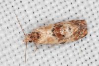 Neocochylis molliculana