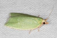 Tortrix viridana
