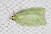 Tortrix viridana