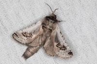 Parahypopta caestrum