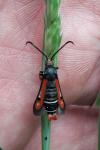 Pyropteron chrysidiforme
