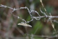 Pleurota aristella