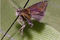 Grapholita funebrana