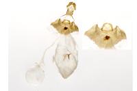 Grapholita funebrana