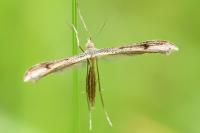 Stenoptilia bipunctidactyla