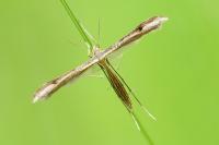Stenoptilia bipunctidactyla
