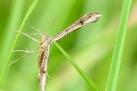 Stenoptilia bipunctidactyla