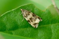 Celypha lacunana