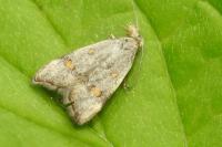 Anasphaltis renigerellus