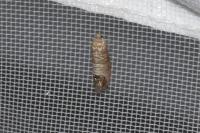 Cydia pomonella