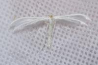 Pterophorus pentadactylus