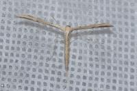 Emmelina monodactyla