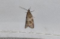 Cnephasia