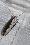 Ethmia bipunctella