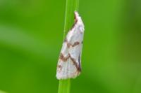 Agapeta hamana