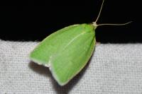 Tortrix viridana