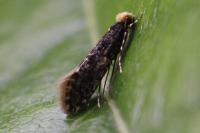 Monopis laevigella